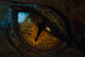 The Hobbit: The Desolation Of Smaug, The Hobbit, Smaug, Dragon