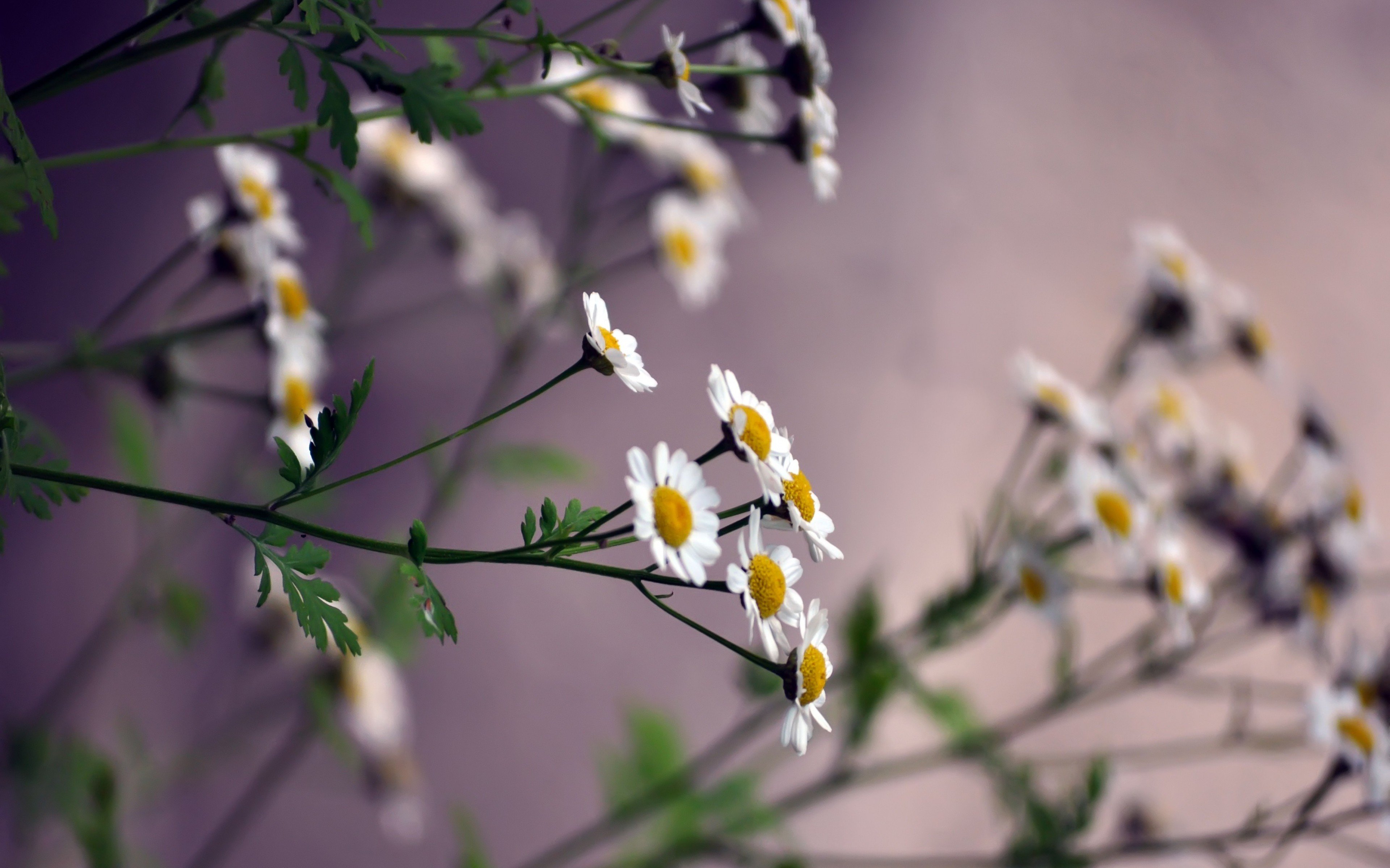 white, Flower, Flowers, Nature, Macro, Bokeh Wallpapers HD / Desktop