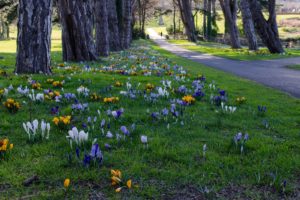 ireland, Parks, Crocuses, Grass, Cabinteely, Park, Dublin, Nature