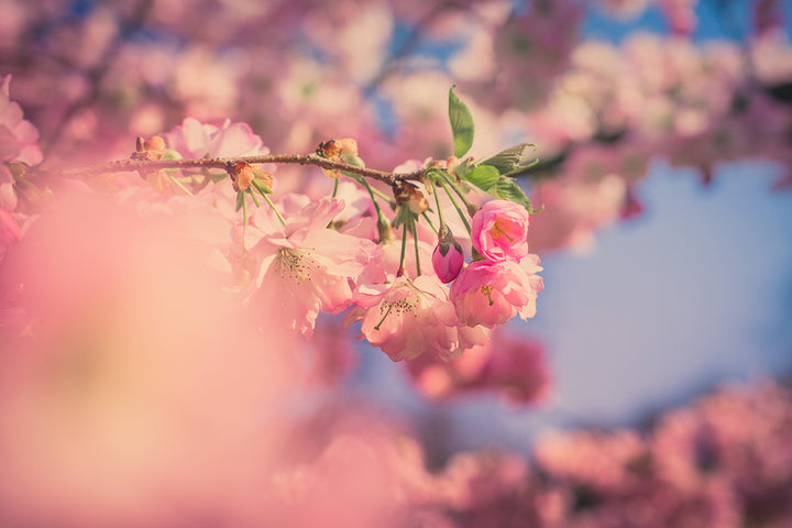 Master the Art of Planting Seasonal Flowers and Shrubs for an Enchanting Garden