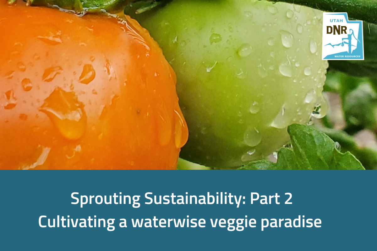 Sprouting Sustainability: Part 2. Cultivating a waterwise veggie paradise