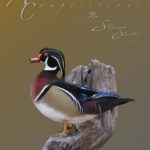 sitting wood duck driftwood