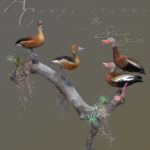 tree ducks