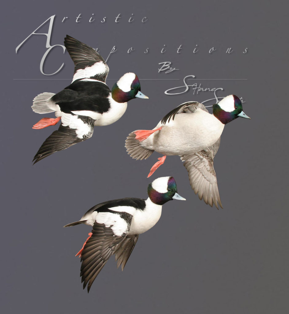 Bufflehead Trio on Ghost Hangers