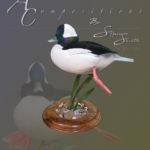 Bufflehead swimming on metal reed