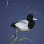 Lesser scaup Swimmimng on metal reeds