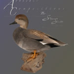 Standing Gadwall on wood