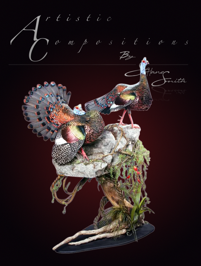 World Champion Ocellated Turkeys 2