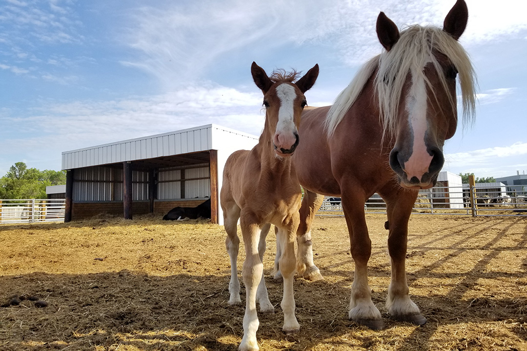 A mare and foal enjoy the sun in the paddocks behind the WCVM Veterinary Medical Centre.