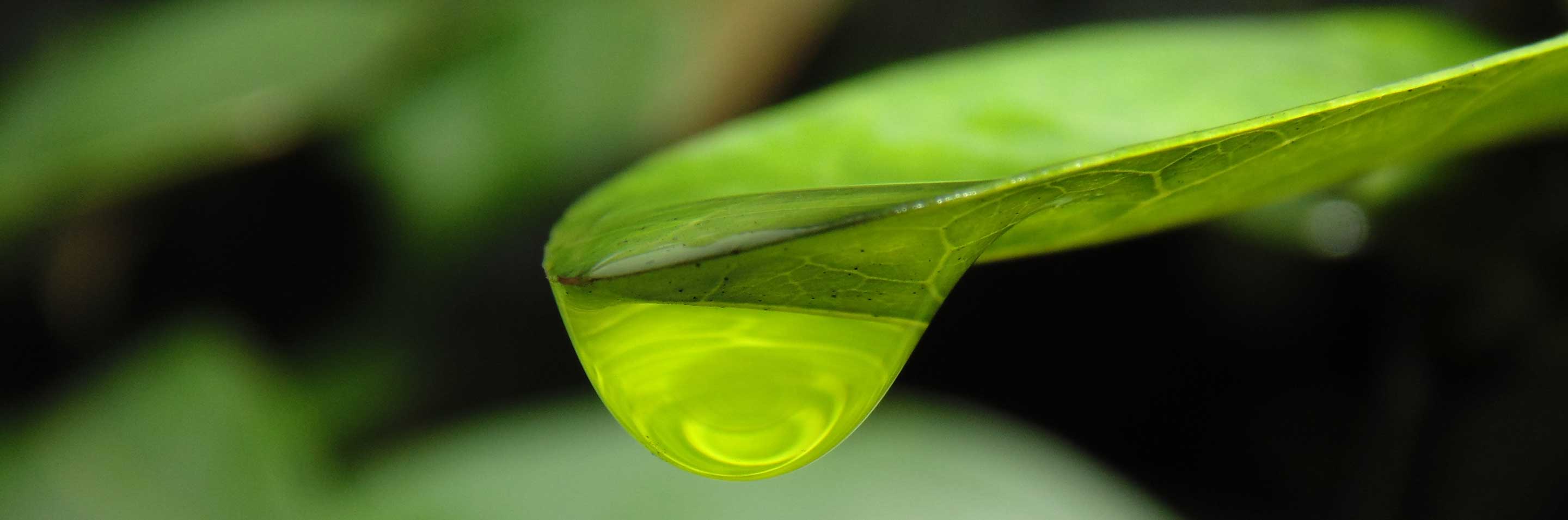 Close-up image of a green leaf with a water droplet on it