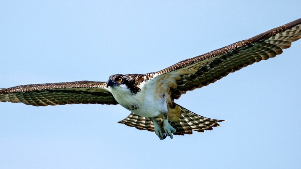 South Portland residents concerned about osprey that hasn't migrated yet