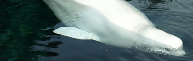 Beluga Whale