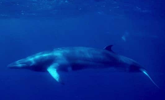 Minke Whale