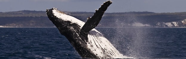 Humpback Whale