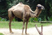 Camel Portrait What Eats A Camel