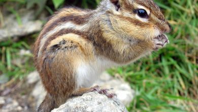 What Eats A Chipmunk