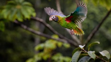 What Eats A Parrot Flying Macaw