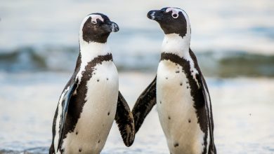 What Eats A Penguin Spheniscidae