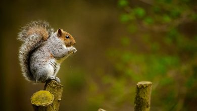 What Eats A Squirrel