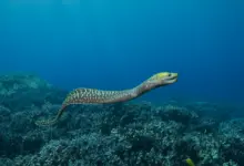 Eel Underwater What Eats An Eel