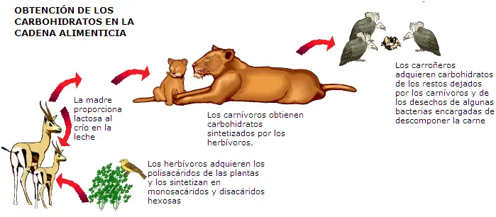 AFRICAN FOOD CHAIN