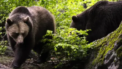 Two Bears Near The Tree What Eats Bears