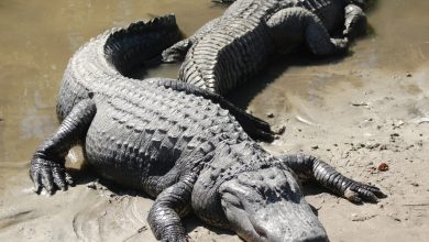 What Eats Crocodiles And Alligators