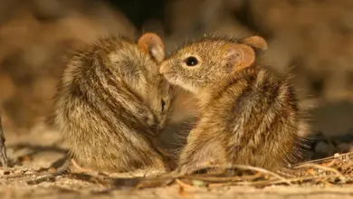 Two Striped Grass Mice What Eats Mice