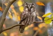 Owls Resting in Tree Branch What Eats Owls