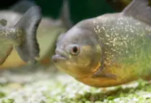 What Eats Piranhas