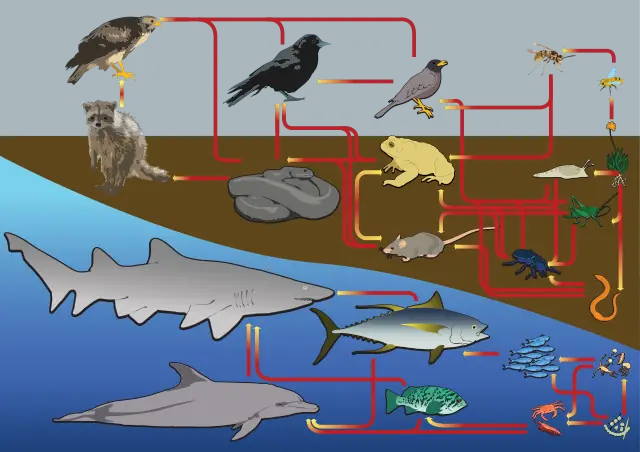 Land And Water Food Web