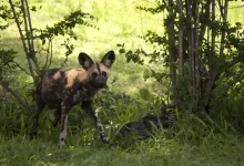 Rare Carnivore African Wild Dog (Lycaon pictus)