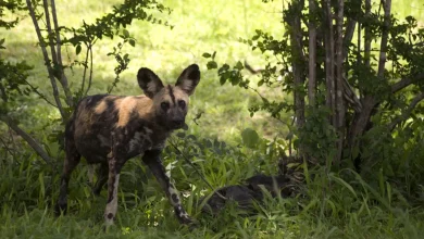 Rare Carnivore African Wild Dog (Lycaon pictus)