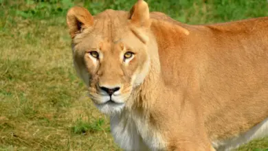 Close up of a Female Lion What Eats Cats