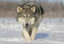 Wolf Walking in the Snow What Eats A Wolf