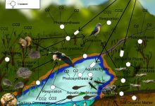 The Illustrated Food Web