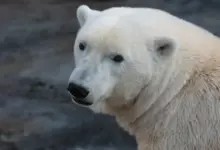 Close-up Image of Polar Bear What Eats A Polar Bear