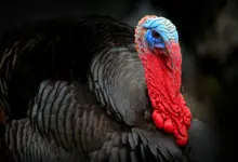 Closeup Image of Turkey What Eats A Turkey