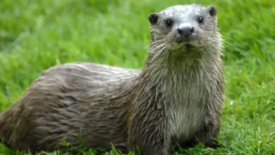 Otter with Wet Fur What Eats An Otter