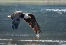 Bald Eagles Flies Very Close to the Water What Eats Eagles