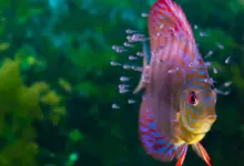 Fish with Baby Fish Swimming in Aquarium What Eats Fish