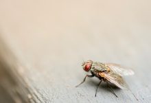 Flies in the Woods What Eats Flies