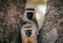 What Is A Frugivore Spider Monkey