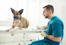 Aspirin Dosage Chart For Dogs At Vet