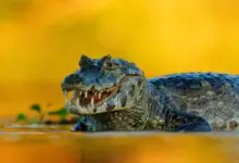 Caiman With Yellow Background What Eats Caiman