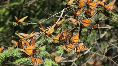 The Monarch Butterfly What Eats Butterflies