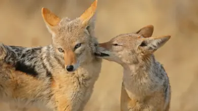 Two Black Backed Jackals Grooming What Eats Jackals