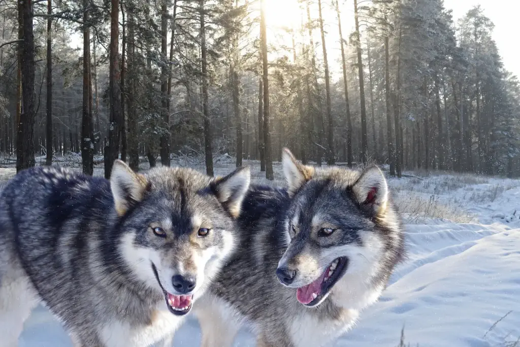 Wolves and Forest in the Snow What Eats Wolves