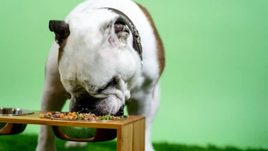 Dog Food Considerations for All Breeds