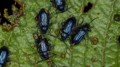 What Eats Beetles